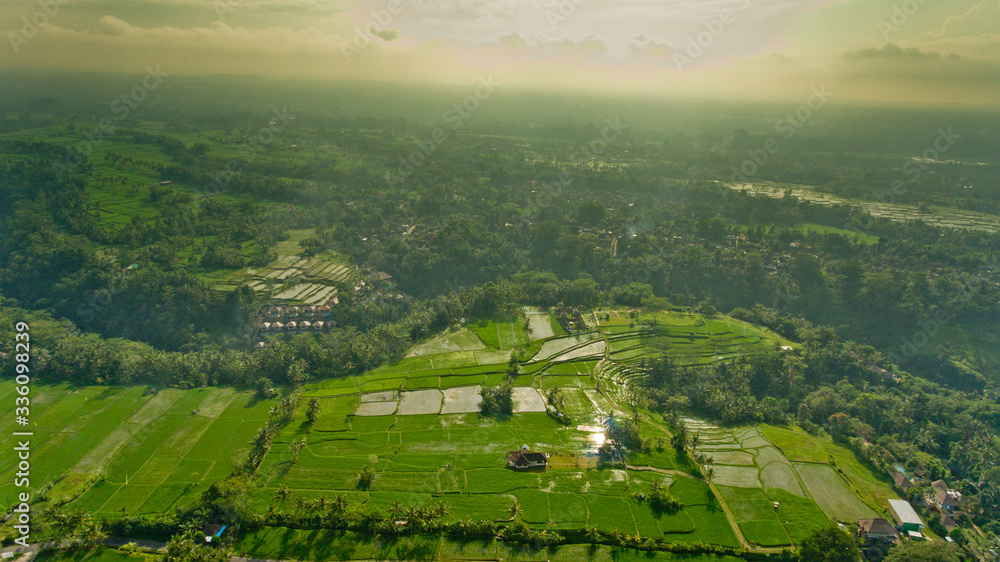 Obraz premium Beautiful view of the rice terraces in Bali