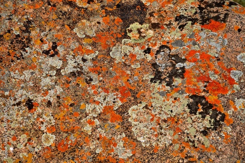 Abstract painting drawn by lichen on a natural stone