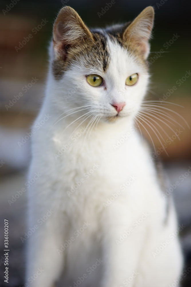 White cat portrait closeup. Domestic animals. Young spotted kitt