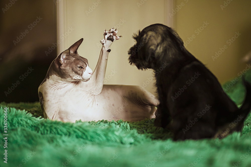 Egyptian cat playing with a puppy on the bed