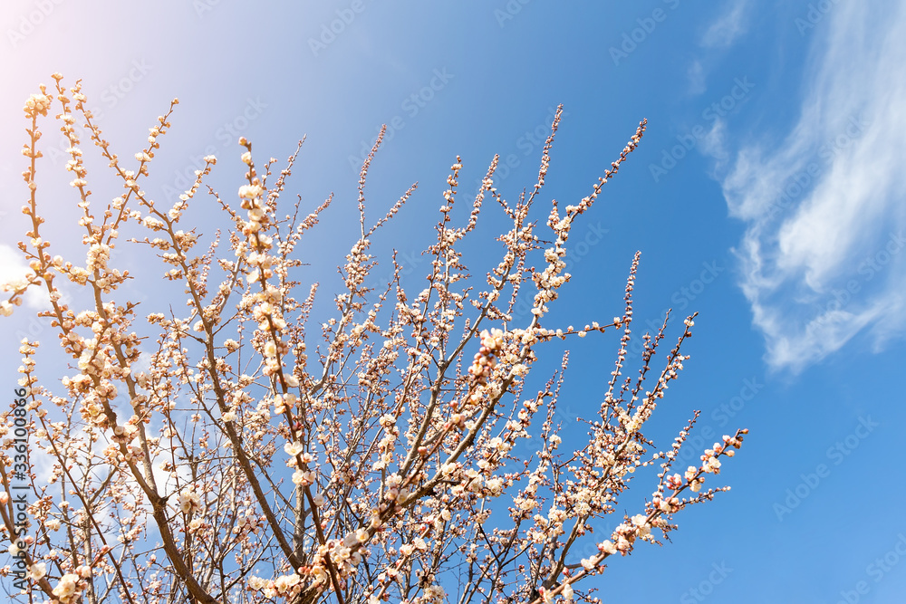Beautiful organic natural blooming apricot tree branches against blue clear sky background on bright sunny day. Spring blossoming flower nature scene. Agricultural orchard garden Beautiful organic natural blooming apricot tree branches against blue clear sky background on bright sunny day. Spring blossoming flower nature scene. Agricultural orchard garden