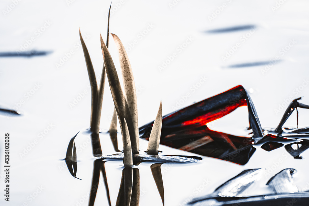 Schilf im Wasser abstrakt Schilf im Wasser abstrakt
