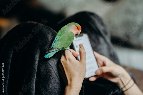 Woman liviing with Lovebird on hand with smart phone in livingroom. photo