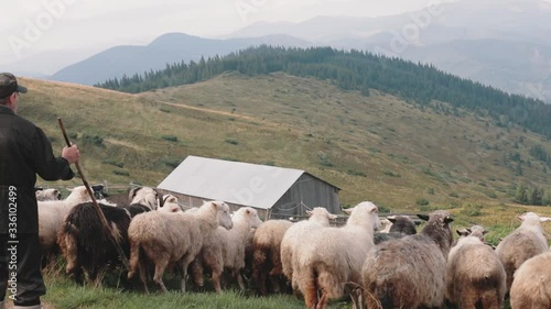 two shepherds lead a flock of sheep to the mountains