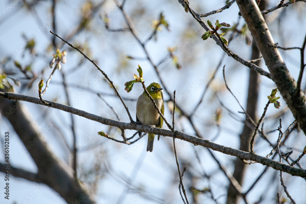Naklejka premium 公園で遊ぶメジロ