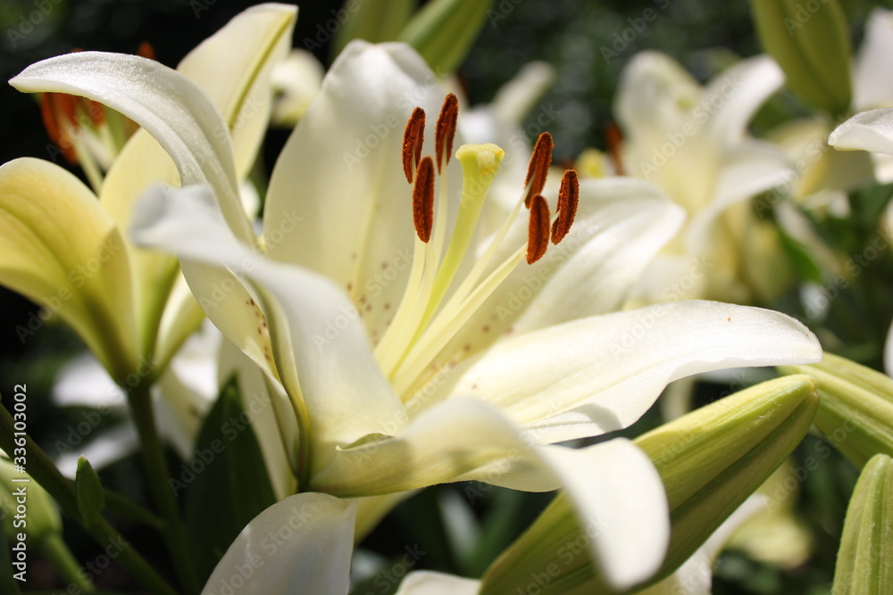Obraz premium white lily flower in the garden close-up on a bright sunny summer day, petals and stamens in orange pollen