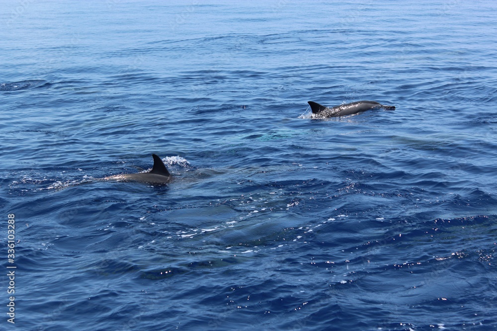 Obraz premium Dolphins jumping in the ocean at Maldives. View from the boat.