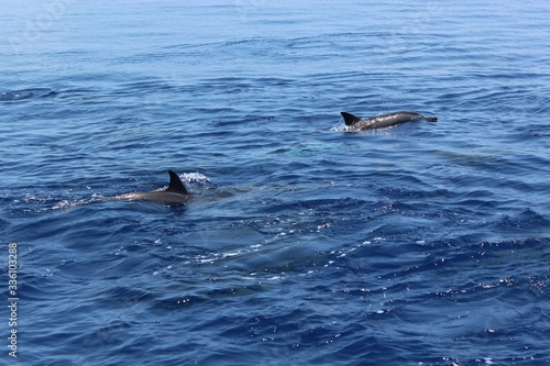 Dolphins jumping in the ocean at Maldives. View from the boat.