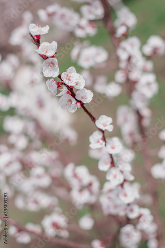 Apricot Bloom. Spring Flowers Blossom