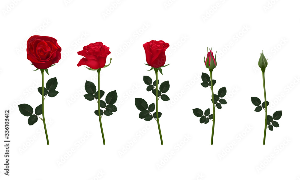 Naklejka premium Set of red rose flower isolated on white background. Flower Collection for your design. EPS 10 Vector.