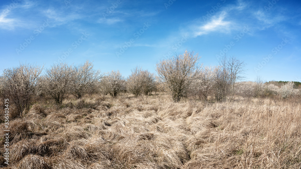 Wild, flowering bird cherry trees in the meadow. Dry grass in the foreground. Wild, flowering bird cherry trees in the meadow. Dry grass in the foreground.