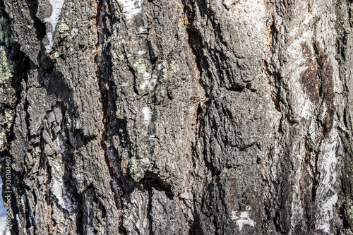  embossed tree bark background texture