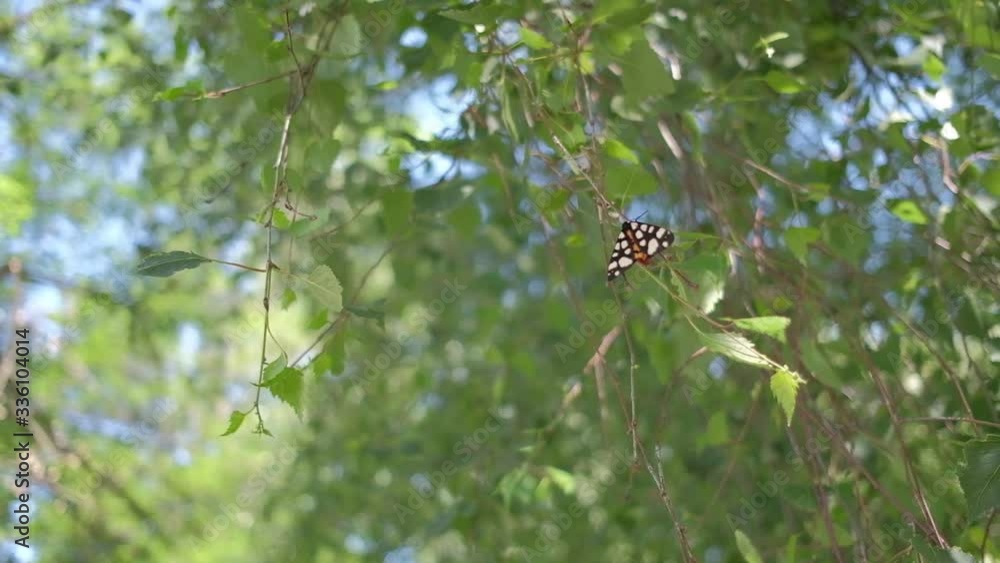 bright butterfly crouched on an alder branch swayed by the wind bright butterfly crouched on an alder branch swayed by the wind