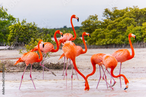 Tablou pe pânză Flamingos on the lagoon of the Ria Lagartos nature preserve