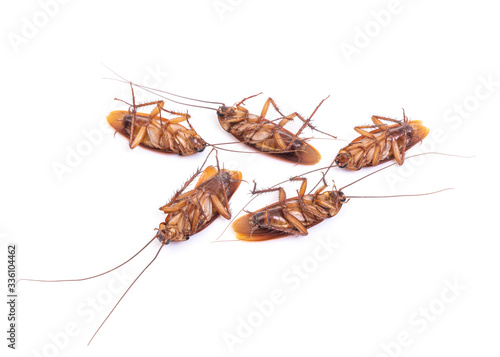 Cockroach isolated on white background © littlestocker
