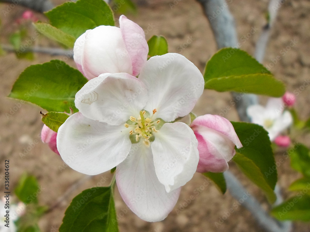 Obraz premium Pink blossom of a tree apple tree in a city park on a spring day. delicate flowers of apple trees, beautiful flowers on the garden