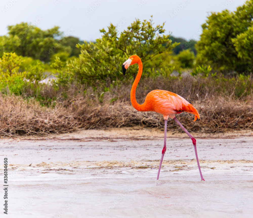 Fototapeta premium Flamingos on the lagoon of the Ria Lagartos nature preserve 