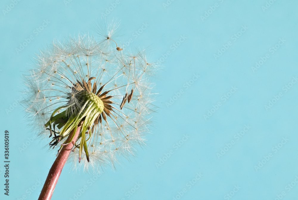 Obraz premium Macro White Flower Dandelion
