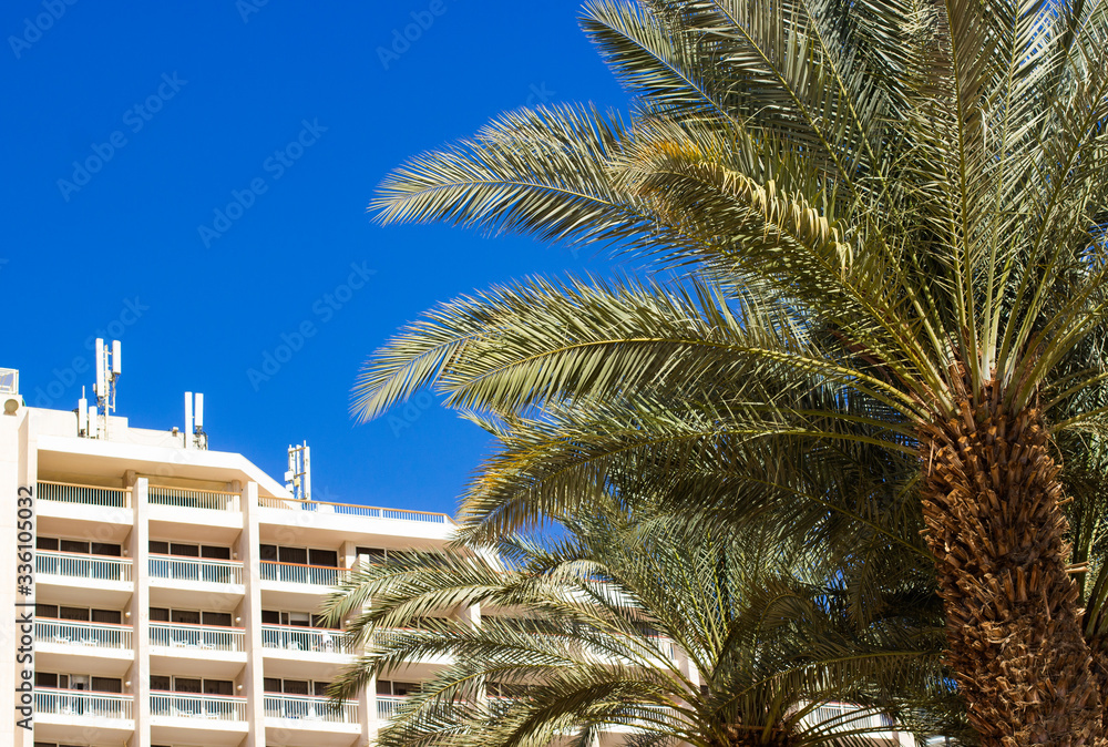 Fototapeta premium summer resort destination white hotel apartment building and palm tree tropic park outdoor scenic yard and blue sky background vacation season