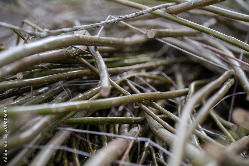 twigs, nature, texture, plant, brown, green,