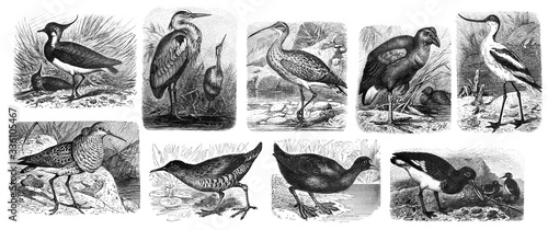 Photography Bird collection / Antique engraved illustration from Brockhaus Konversations-Lex