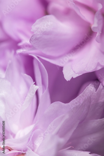 Close Up of Fresh Cherry Blossom Flowers in Bloom For Background