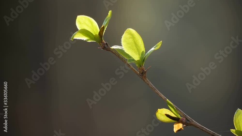 Wallpaper Mural Green fresh floar plane earth nature sun forest Torontodigital.ca