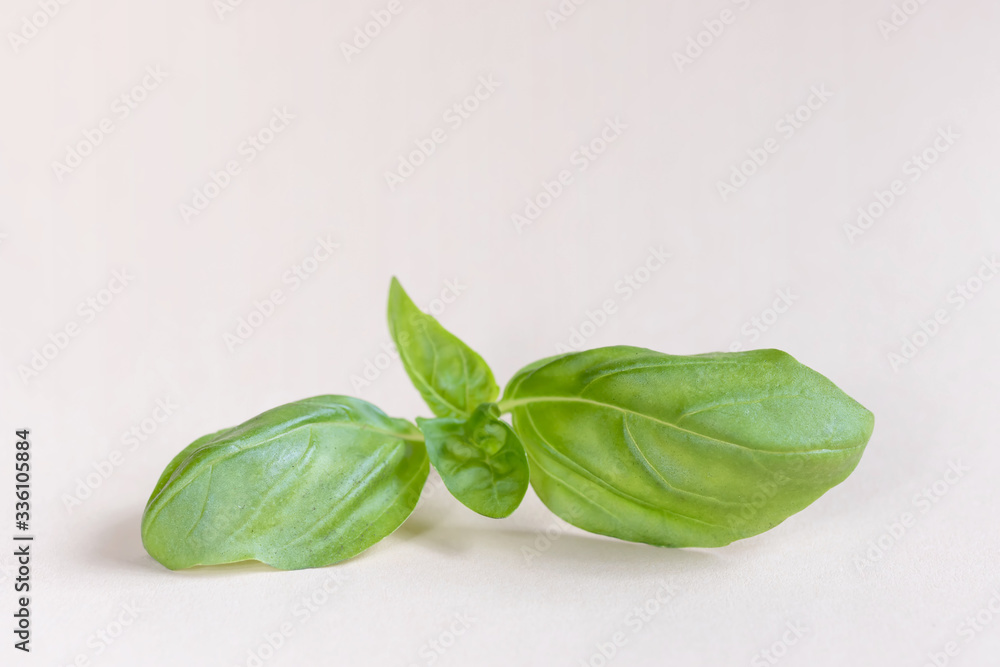 Sprig of basil on a beige background