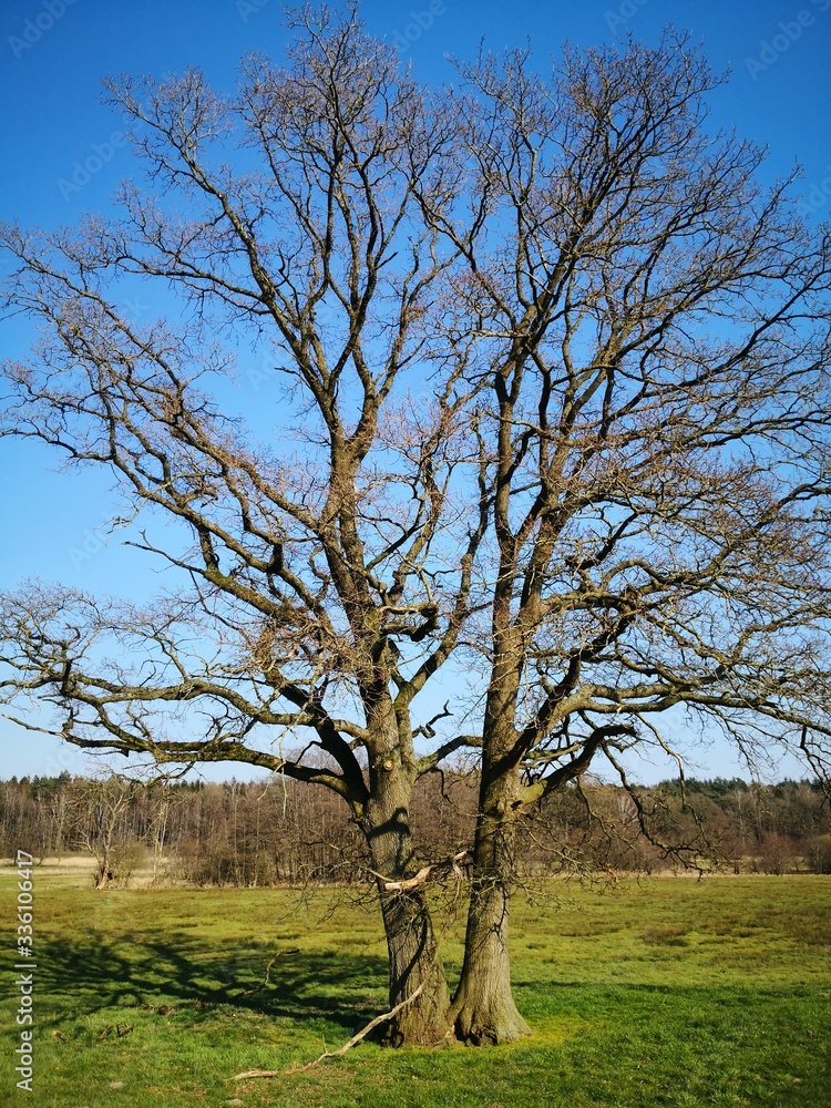 tree in the field