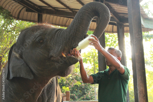 A zoo staff feeding an elephant in the national Zoo park Udawalawe, Sri Lanka 2018 photo