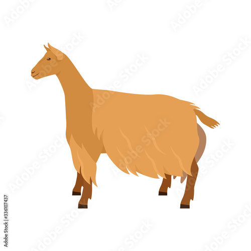 Golden Guernsey Goat Breeds of domestic farm animals Flat vector illustration Isolated object on white background