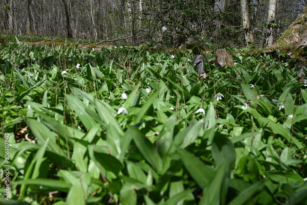 Fototapeta premium Bärlauch, Feld, Wald, Bärlauchwiese, Wald, Forest, Frühling, März, April