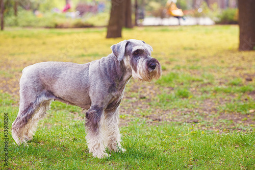 Happy, cute, funny dog Giant Schnauzer, pet walking in a summer park. Beautiful portrait of miniature schnauzer in the green grass. Selective and shallow focus.