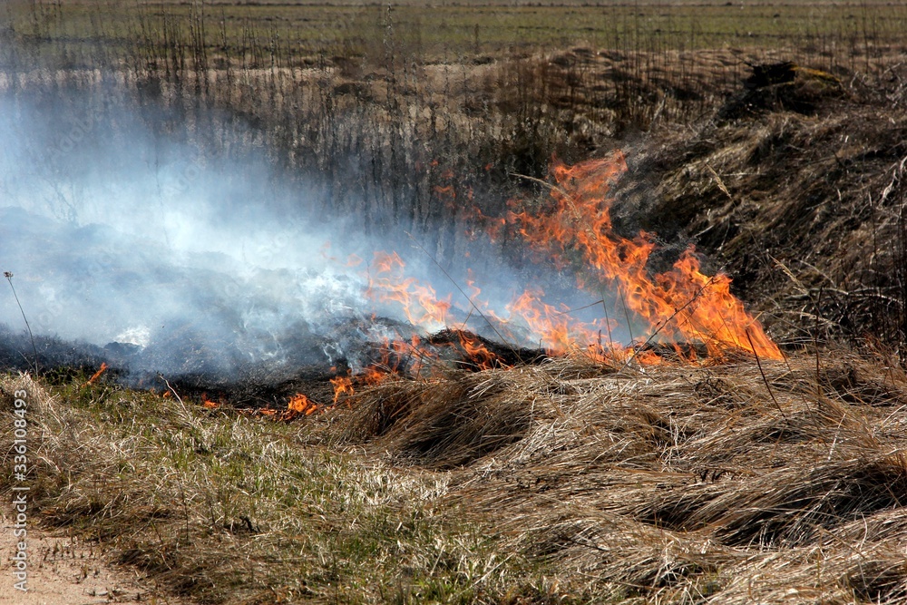 Burning field with old dry grass on fire at spring time in Latvia Burning field with old dry grass on fire at spring time in Latvia
