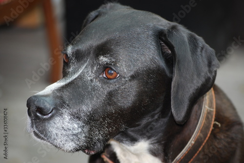 black dog portrait