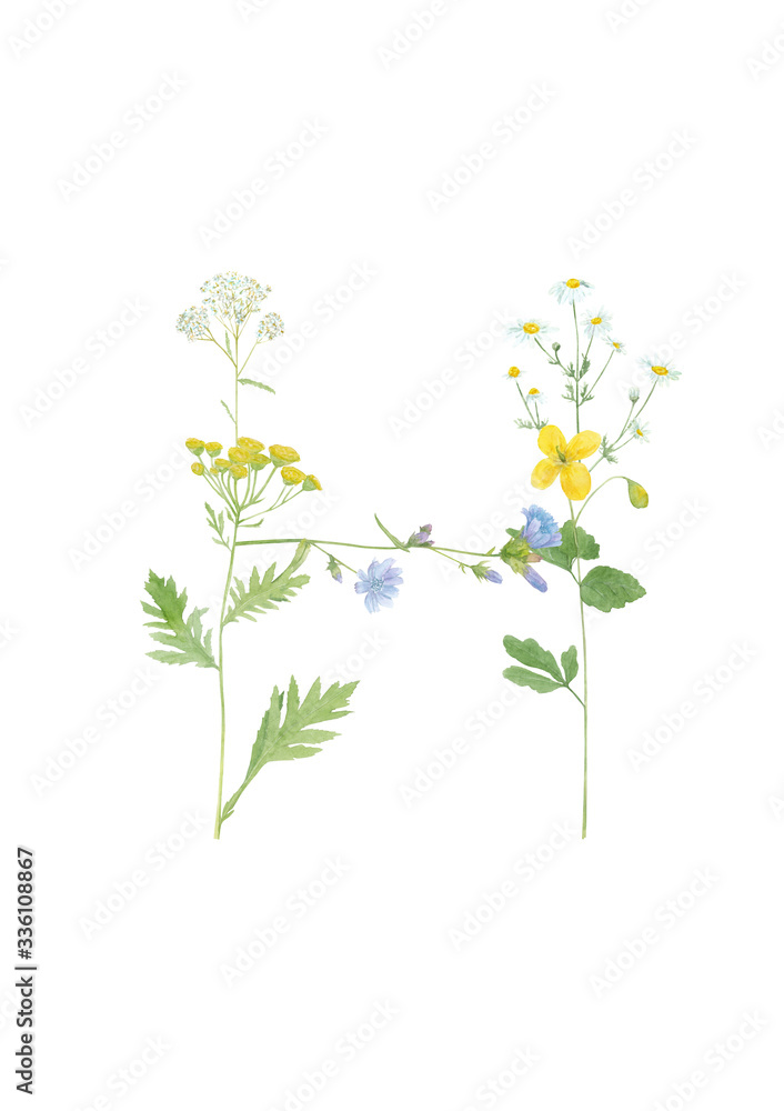 Watercolor hand drawn wild meadow flower alphabet collection. Letter H (chicory, celandine, chamomile, tansy, yarrow) isolated on white background. Monogram element for summer design. Watercolor hand drawn wild meadow flower alphabet collection. Letter H (chicory, celandine, chamomile, tansy, yarrow) isolated on white background. Monogram element for summer design.