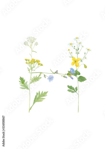 Watercolor hand drawn wild meadow flower alphabet collection. Letter H  chicory  celandine  chamomile  tansy  yarrow   isolated on white background. Monogram element for summer design.