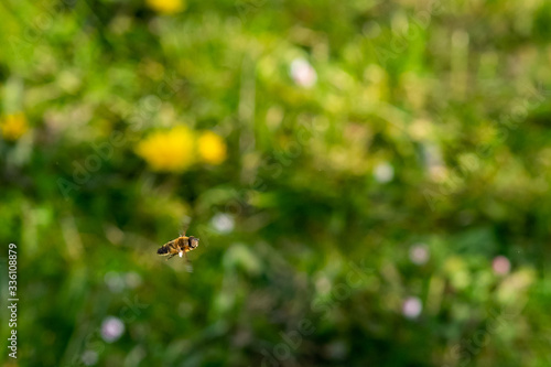 abeille model © PIERRU