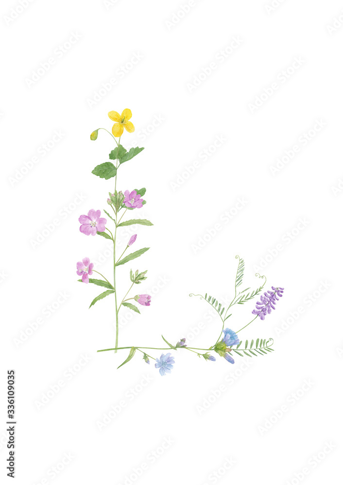 Watercolor hand drawn wild meadow flower alphabet collection. Letter L (cow vetch, chicory, celandine, fireweed)  isolated on white background. Monogram element for summer design.