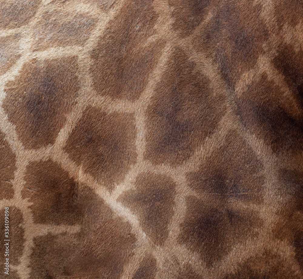 A giraffe animal print seamless pattern tile background A giraffe animal print seamless pattern tile background