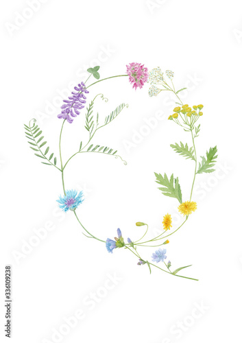 Watercolor hand drawn wild meadow flower alphabet collection. Letter Q  cow vetch  dandelion  cornflower   chicory  clover  dandelion  yarrow   isolated on white background Monogram element for summer