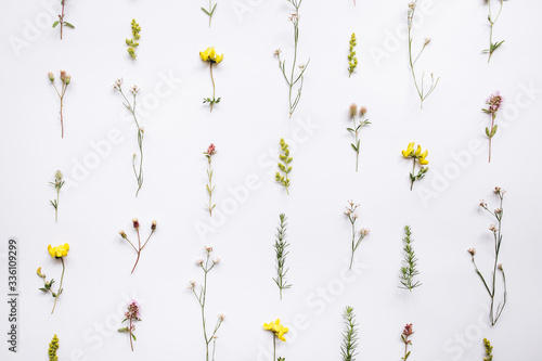 Colorful pattern of field flowers on a white background © Viktoriia