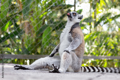 Photography Lemur in Vinpearl Safari park.