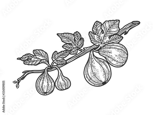 Common fig plant tree sketch engraving vector illustration. T-shirt apparel print design. Scratch board imitation. Black and white hand drawn image.