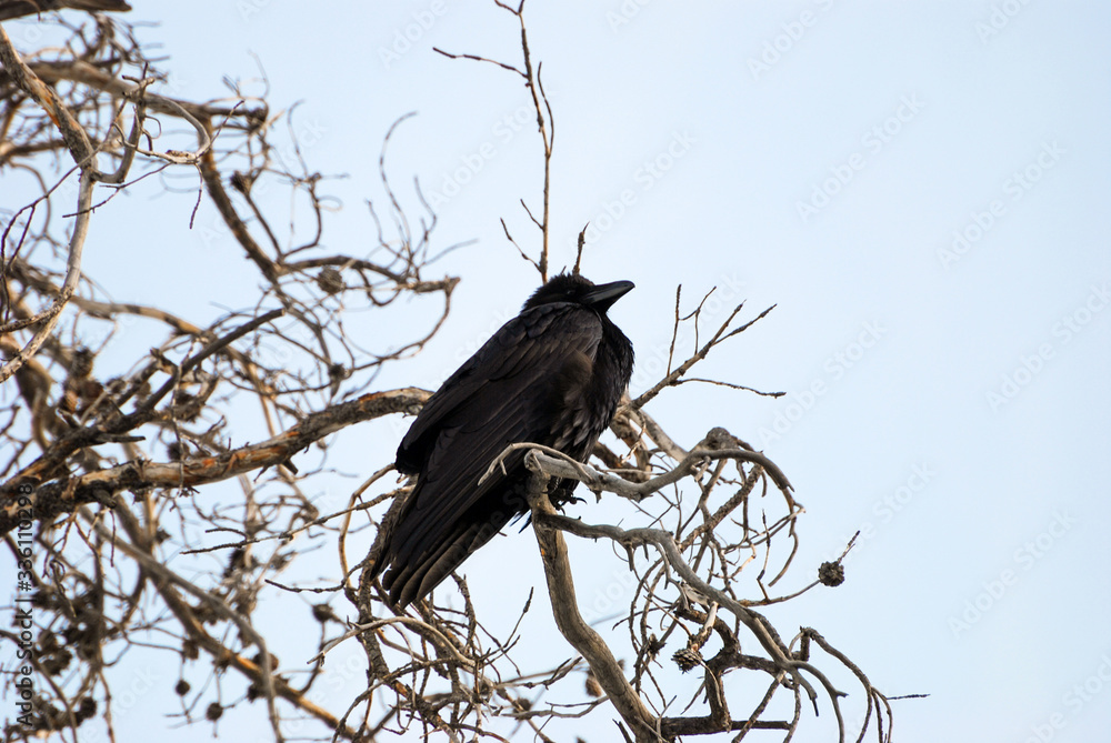 Black Crow looking towards the sky while perched on a tangled mess of branches