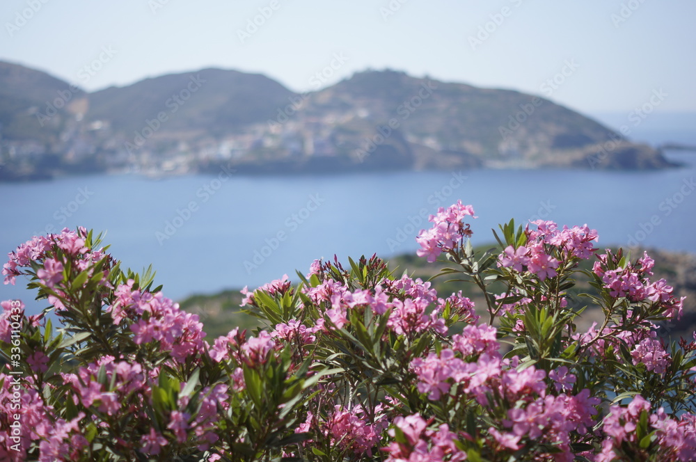Pink flower Bush on the background of mountainous terrain and the sea