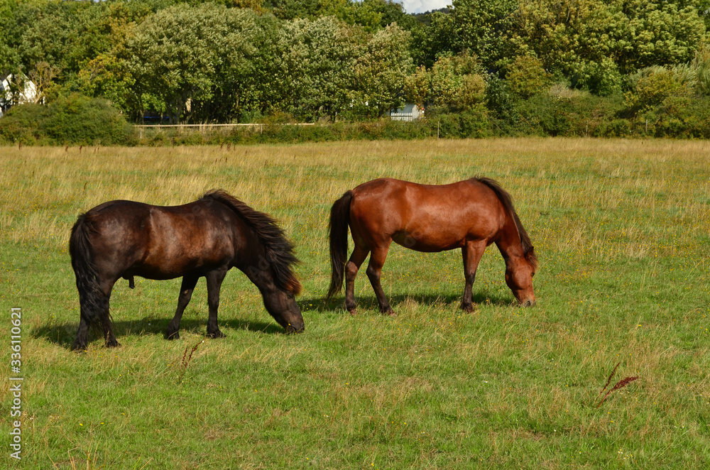 The pair of beautiful horses are feeding on the grassy The pair of beautiful horses are feeding on the grassy