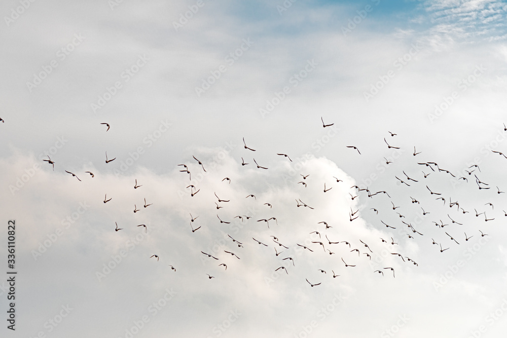 flock of birds flying in the skies of the Algarve flock of birds flying in the skies of the Algarve