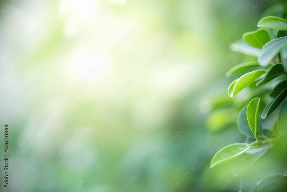 Nature of green leaf in garden at summer. Natural green leaves plants using as spring background cover page greenery environment ecology wallpaper Nature of green leaf in garden at summer. Natural green leaves plants using as spring background cover page greenery environment ecology wallpaper