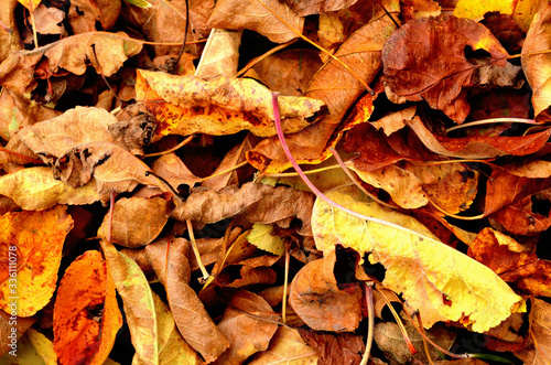 Fallen autumn leaves texture pattern background.